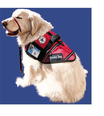 Service Dog