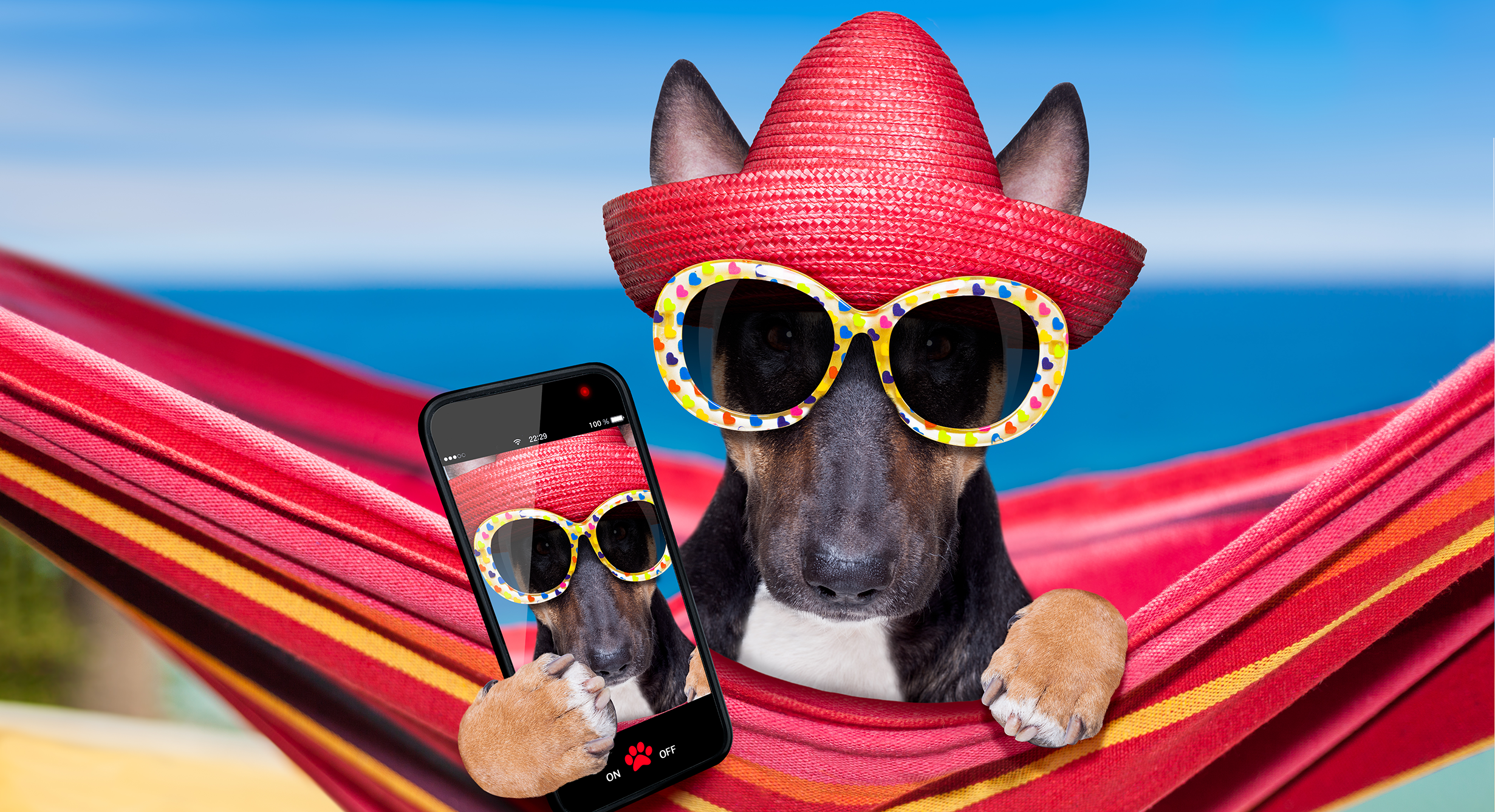 A dog with sunglasses, holding a cell phone and lounging in a hammock at the beach.