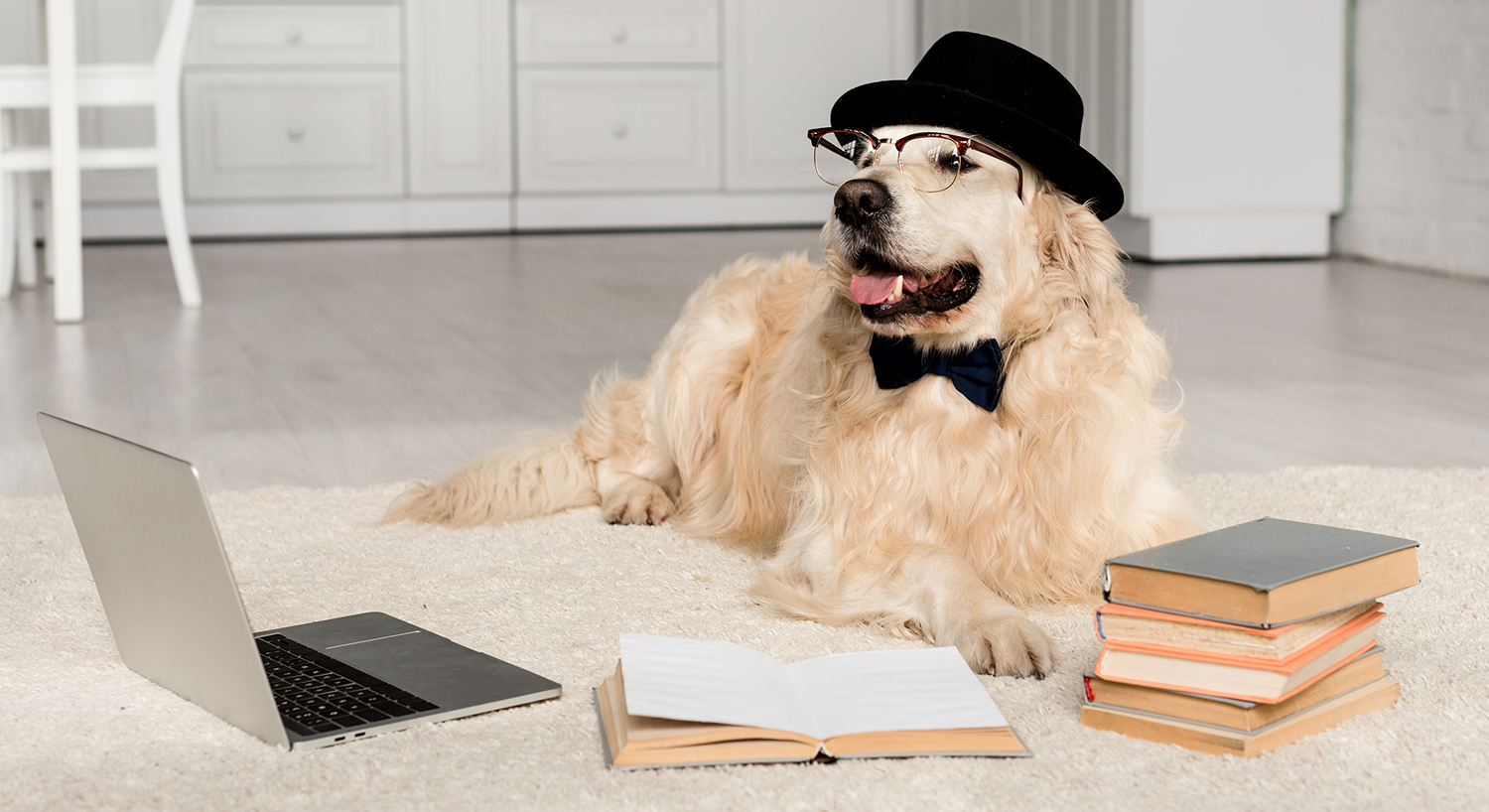 A Golden Retriever wearing glasses and surrounded by books.