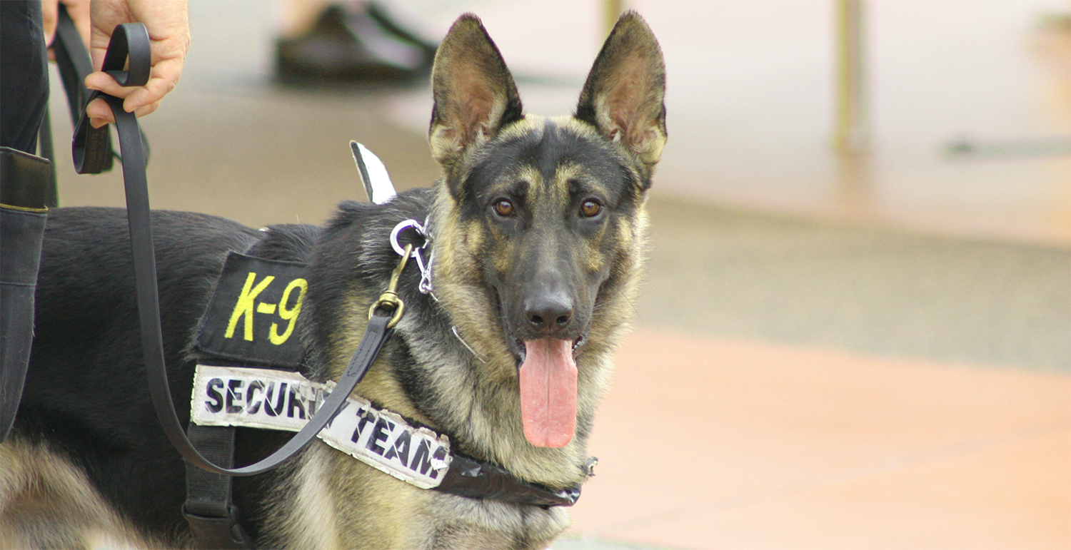 Photo of a German Shepard K-9 Police Dog on duty.